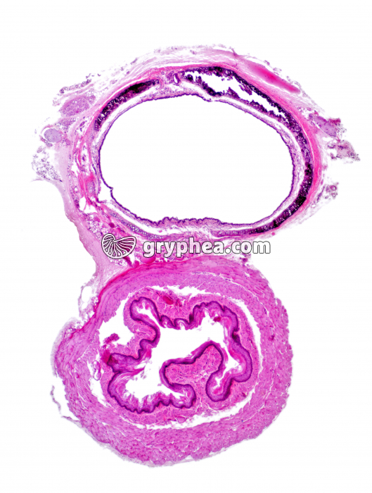 Trachée-oesophage Rat x10 - gryphea.com
